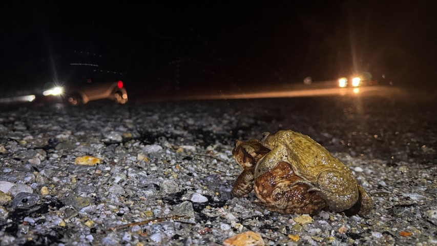 Çiftleşmek için ormandan gölete göç ediyorlar | 5 bin yıllık keşifte de rastlanmıştı Çiftleşmek için ormandan gölete göç ediyorlar | 5 bin yıllık keşifte de rastlanmıştı