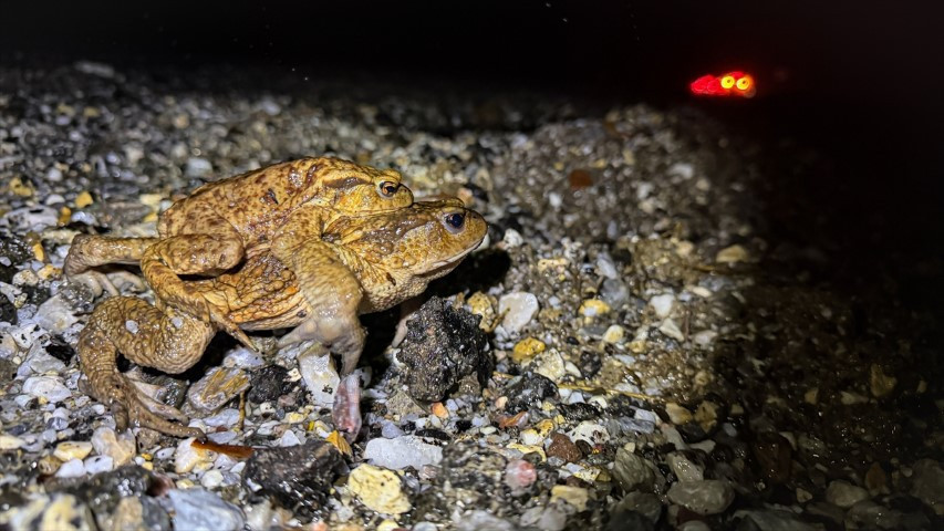 Çiftleşmek için ormandan gölete göç ediyorlar | 5 bin yıllık keşifte de rastlanmıştı Çiftleşmek için ormandan gölete göç ediyorlar | 5 bin yıllık keşifte de rastlanmıştı