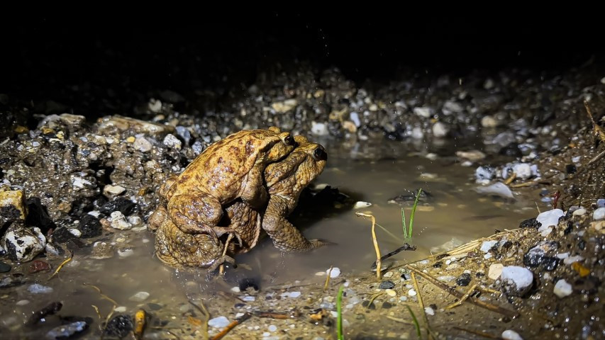Çiftleşmek için ormandan gölete göç ediyorlar | 5 bin yıllık keşifte de rastlanmıştı Çiftleşmek için ormandan gölete göç ediyorlar | 5 bin yıllık keşifte de rastlanmıştı