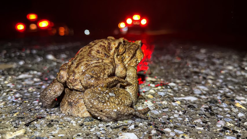 Çiftleşmek için ormandan gölete göç ediyorlar | 5 bin yıllık keşifte de rastlanmıştı Çiftleşmek için ormandan gölete göç ediyorlar | 5 bin yıllık keşifte de rastlanmıştı