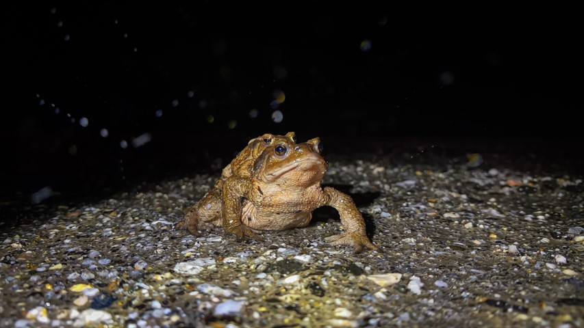 Çiftleşmek için ormandan gölete göç ediyorlar | 5 bin yıllık keşifte de rastlanmıştı Çiftleşmek için ormandan gölete göç ediyorlar | 5 bin yıllık keşifte de rastlanmıştı