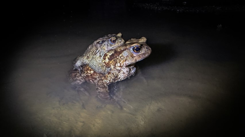 Çiftleşmek için ormandan gölete göç ediyorlar | 5 bin yıllık keşifte de rastlanmıştı Çiftleşmek için ormandan gölete göç ediyorlar | 5 bin yıllık keşifte de rastlanmıştı