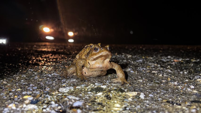 Çiftleşmek için ormandan gölete göç ediyorlar | 5 bin yıllık keşifte de rastlanmıştı Çiftleşmek için ormandan gölete göç ediyorlar | 5 bin yıllık keşifte de rastlanmıştı