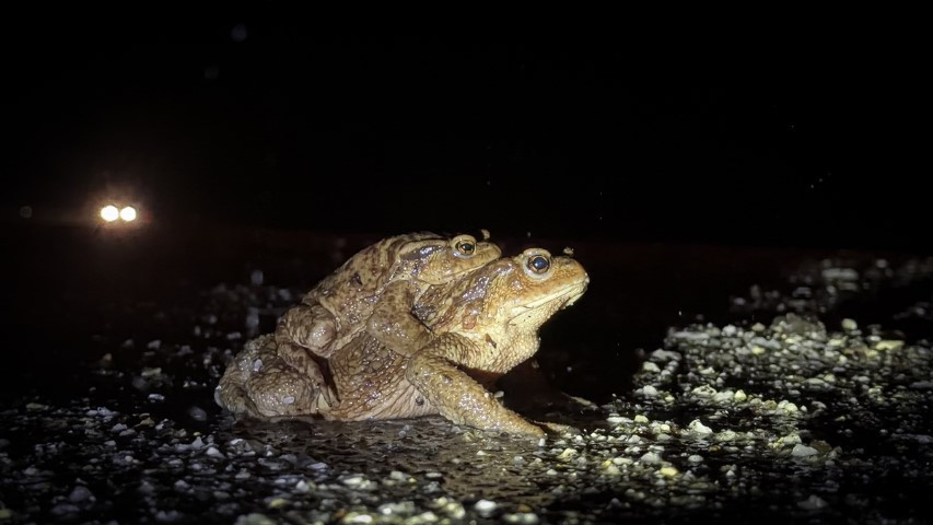 Çiftleşmek için ormandan gölete göç ediyorlar | 5 bin yıllık keşifte de rastlanmıştı Çiftleşmek için ormandan gölete göç ediyorlar | 5 bin yıllık keşifte de rastlanmıştı