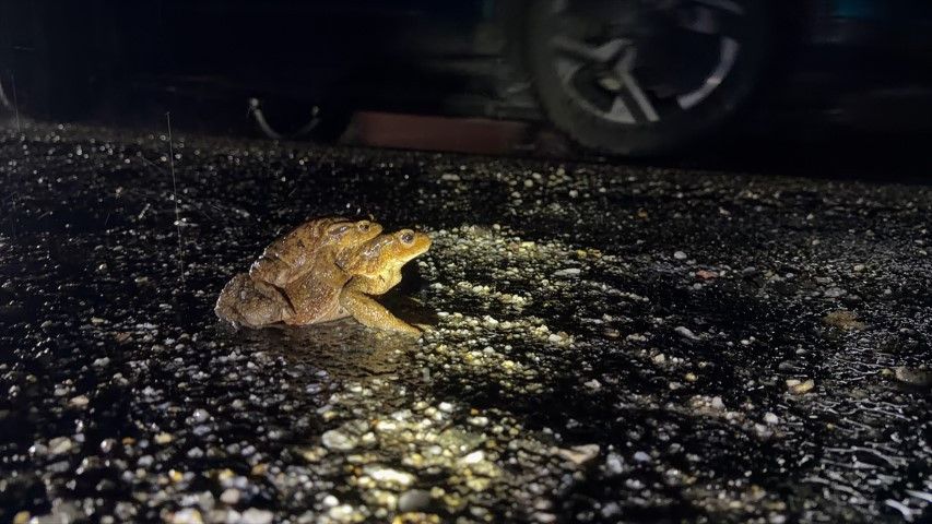 Çiftleşmek için ormandan gölete göç ediyorlar | 5 bin yıllık keşifte de rastlanmıştı Çiftleşmek için ormandan gölete göç ediyorlar | 5 bin yıllık keşifte de rastlanmıştı