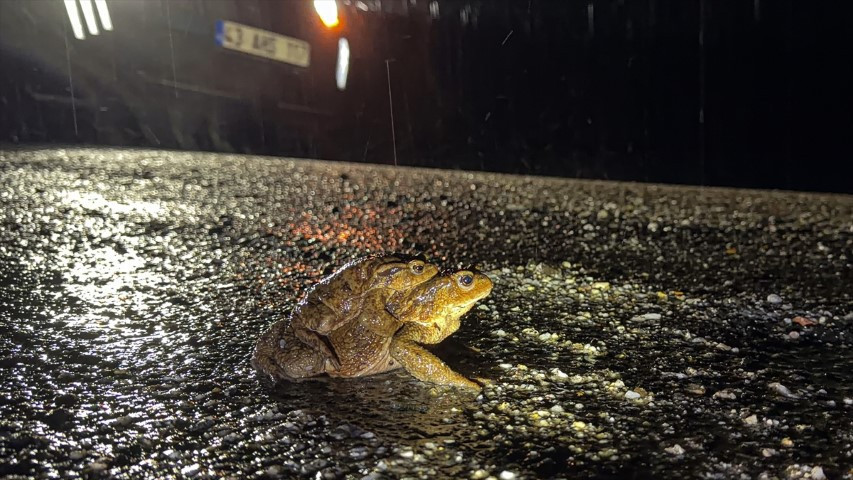 Çiftleşmek için ormandan gölete göç ediyorlar | 5 bin yıllık keşifte de rastlanmıştı Çiftleşmek için ormandan gölete göç ediyorlar | 5 bin yıllık keşifte de rastlanmıştı