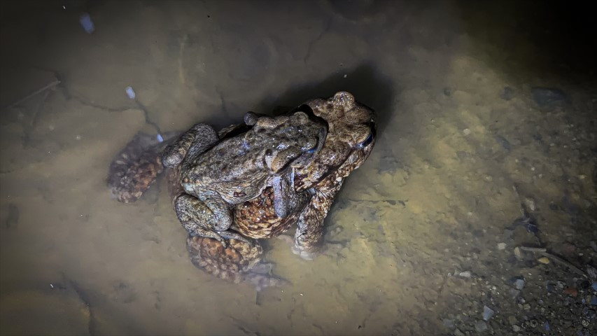 Çiftleşmek için ormandan gölete göç ediyorlar | 5 bin yıllık keşifte de rastlanmıştı Çiftleşmek için ormandan gölete göç ediyorlar | 5 bin yıllık keşifte de rastlanmıştı