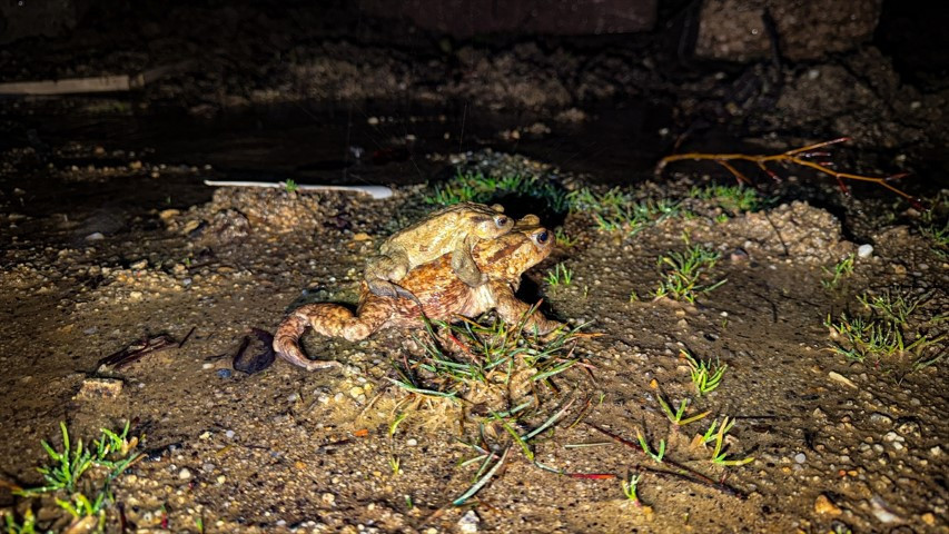 Çiftleşmek için ormandan gölete göç ediyorlar | 5 bin yıllık keşifte de rastlanmıştı Çiftleşmek için ormandan gölete göç ediyorlar | 5 bin yıllık keşifte de rastlanmıştı