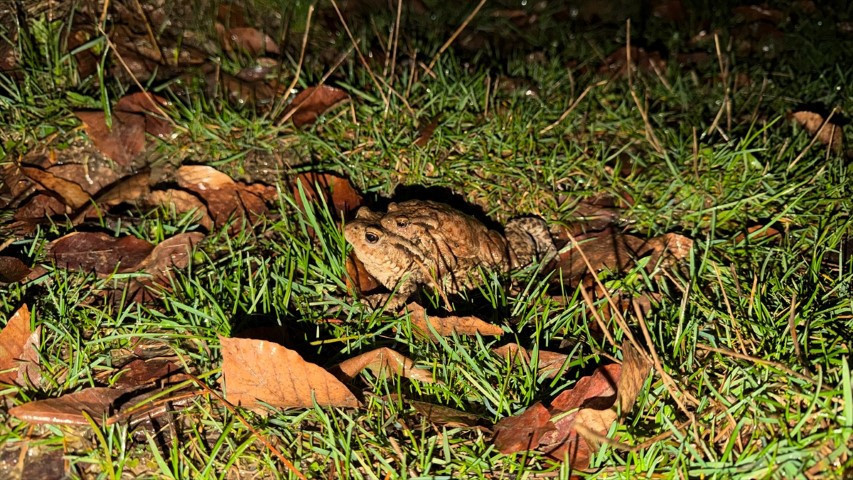Çiftleşmek için ormandan gölete göç ediyorlar | 5 bin yıllık keşifte de rastlanmıştı Çiftleşmek için ormandan gölete göç ediyorlar | 5 bin yıllık keşifte de rastlanmıştı