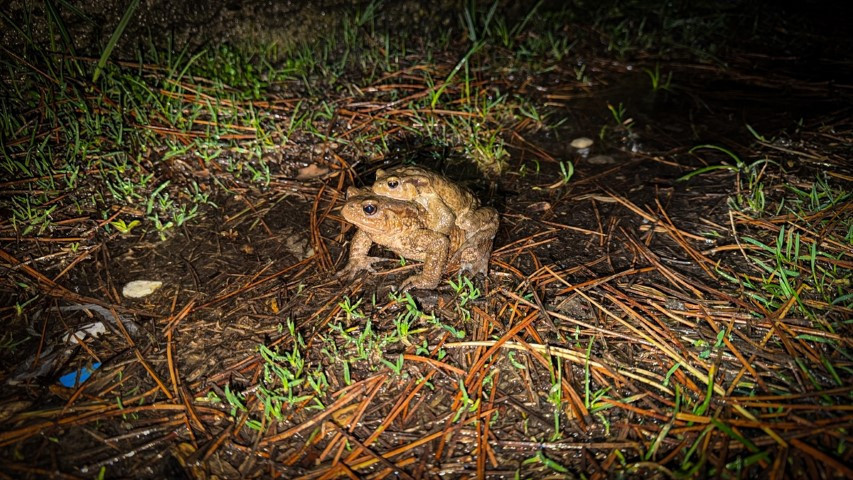 Çiftleşmek için ormandan gölete göç ediyorlar | 5 bin yıllık keşifte de rastlanmıştı Çiftleşmek için ormandan gölete göç ediyorlar | 5 bin yıllık keşifte de rastlanmıştı