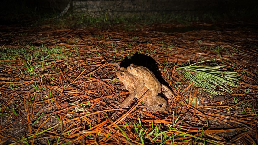 Çiftleşmek için ormandan gölete göç ediyorlar | 5 bin yıllık keşifte de rastlanmıştı Çiftleşmek için ormandan gölete göç ediyorlar | 5 bin yıllık keşifte de rastlanmıştı