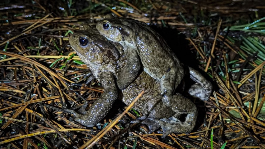 Çiftleşmek için ormandan gölete göç ediyorlar | 5 bin yıllık keşifte de rastlanmıştı Çiftleşmek için ormandan gölete göç ediyorlar | 5 bin yıllık keşifte de rastlanmıştı