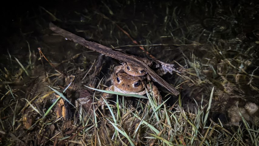 Çiftleşmek için ormandan gölete göç ediyorlar | 5 bin yıllık keşifte de rastlanmıştı Çiftleşmek için ormandan gölete göç ediyorlar | 5 bin yıllık keşifte de rastlanmıştı
