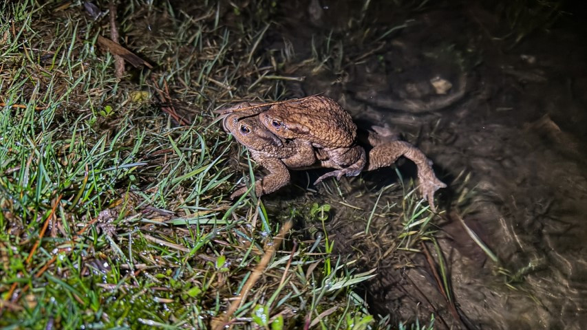 Çiftleşmek için ormandan gölete göç ediyorlar | 5 bin yıllık keşifte de rastlanmıştı Çiftleşmek için ormandan gölete göç ediyorlar | 5 bin yıllık keşifte de rastlanmıştı