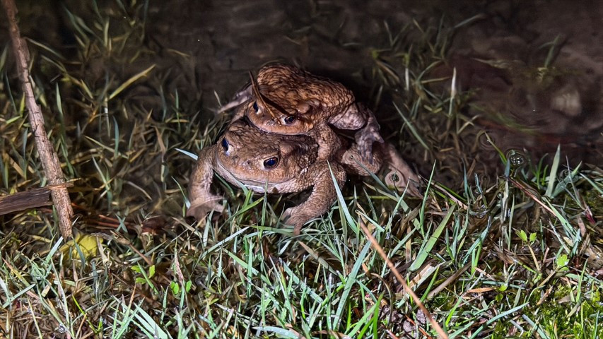 Çiftleşmek için ormandan gölete göç ediyorlar | 5 bin yıllık keşifte de rastlanmıştı Çiftleşmek için ormandan gölete göç ediyorlar | 5 bin yıllık keşifte de rastlanmıştı