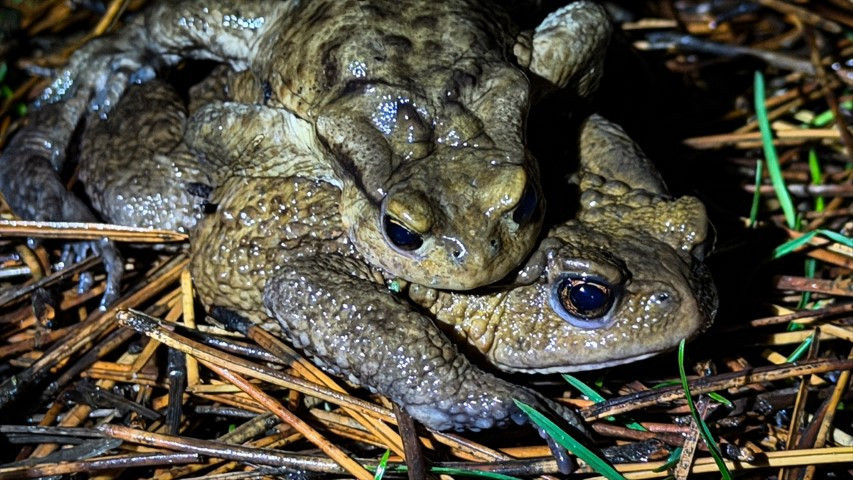 Çiftleşmek için ormandan gölete göç ediyorlar | 5 bin yıllık keşifte de rastlanmıştı Çiftleşmek için ormandan gölete göç ediyorlar | 5 bin yıllık keşifte de rastlanmıştı