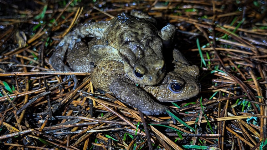 Çiftleşmek için ormandan gölete göç ediyorlar | 5 bin yıllık keşifte de rastlanmıştı Çiftleşmek için ormandan gölete göç ediyorlar | 5 bin yıllık keşifte de rastlanmıştı