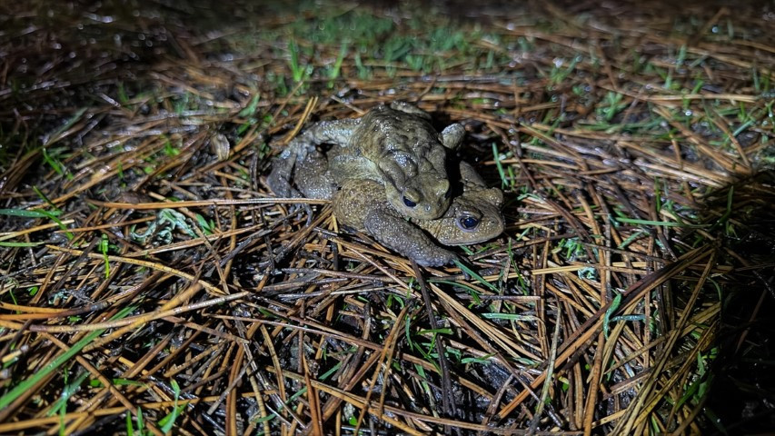 Çiftleşmek için ormandan gölete göç ediyorlar | 5 bin yıllık keşifte de rastlanmıştı Çiftleşmek için ormandan gölete göç ediyorlar | 5 bin yıllık keşifte de rastlanmıştı