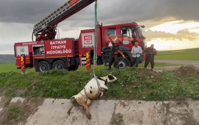 Menfeze düşen inek itfaiye tarafından vinçle kurtarıldı