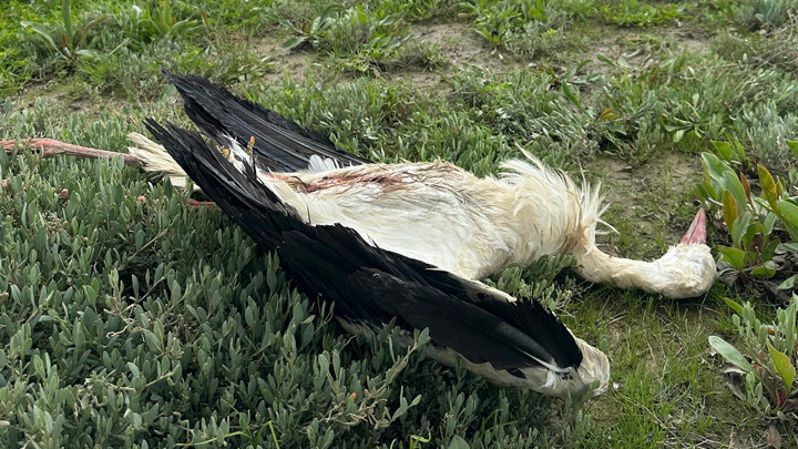 Hatay'da göç yolundaki 5 leylek tüfekle vurulmuş halde bulundu