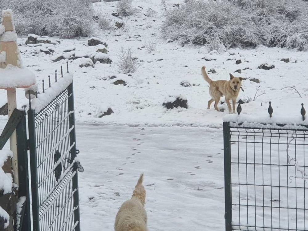 Güne kar yağışı ile uyandılar: Birçok il beyaz örtüyle kaplandı Kış gitmiyorum diye geri geldi