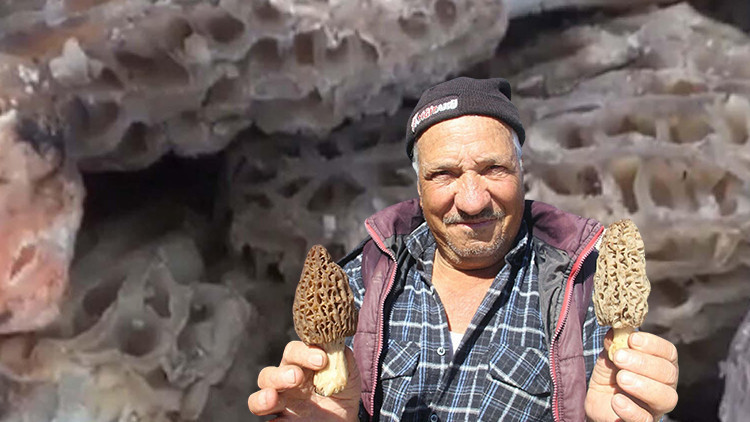 Dağ köylerindeki vatandaşın gelir kapısı oldu: Kilosunu 1.000 liraya satıyorlar