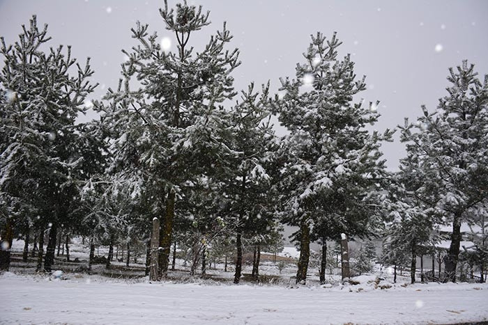 Güne kar yağışı ile uyandılar: Birçok il beyaz örtüyle kaplandı Kış gitmiyorum diye geri geldi