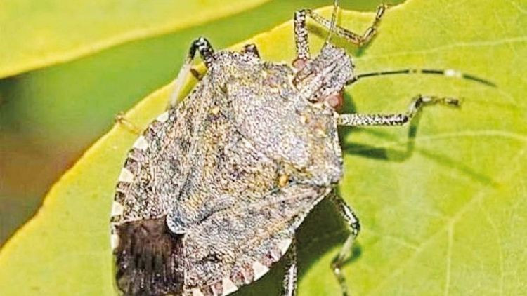 Kahverengi kokarcayla yeni nesil savaş