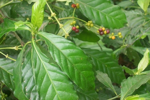 Ayahuasca çayı nedir, neden yasak Ayahuasca çayı ve DMT hakkında detaylı bilgiler Ayahuasca çayı nedir, neden yasak Ayahuasca çayı ve DMT hakkında detaylı bilgiler
