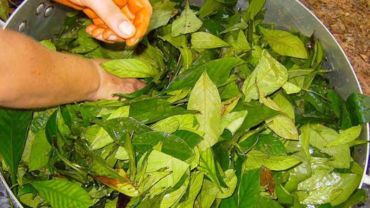 AYAHUASCA NEDİR VE NASIL ETKİ EDER AYAHUASCA NEDİR VE NASIL ETKİ EDER