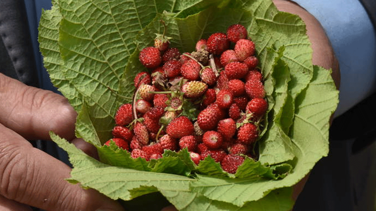 Ordunun dağ çileği reçeli ve çakıldak fındığı coğrafi işaret aldı
