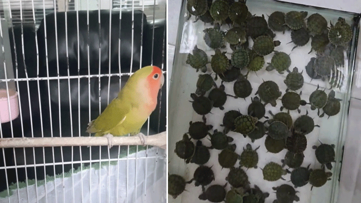 Denizli'de 14 papağan ile 150 kırmızı yanaklı su kaplumbağasına el konuldu