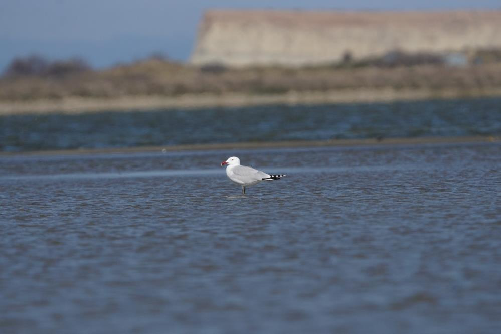  Dünyada hassas statüsünde bulunuyor Sadece 17 tane var