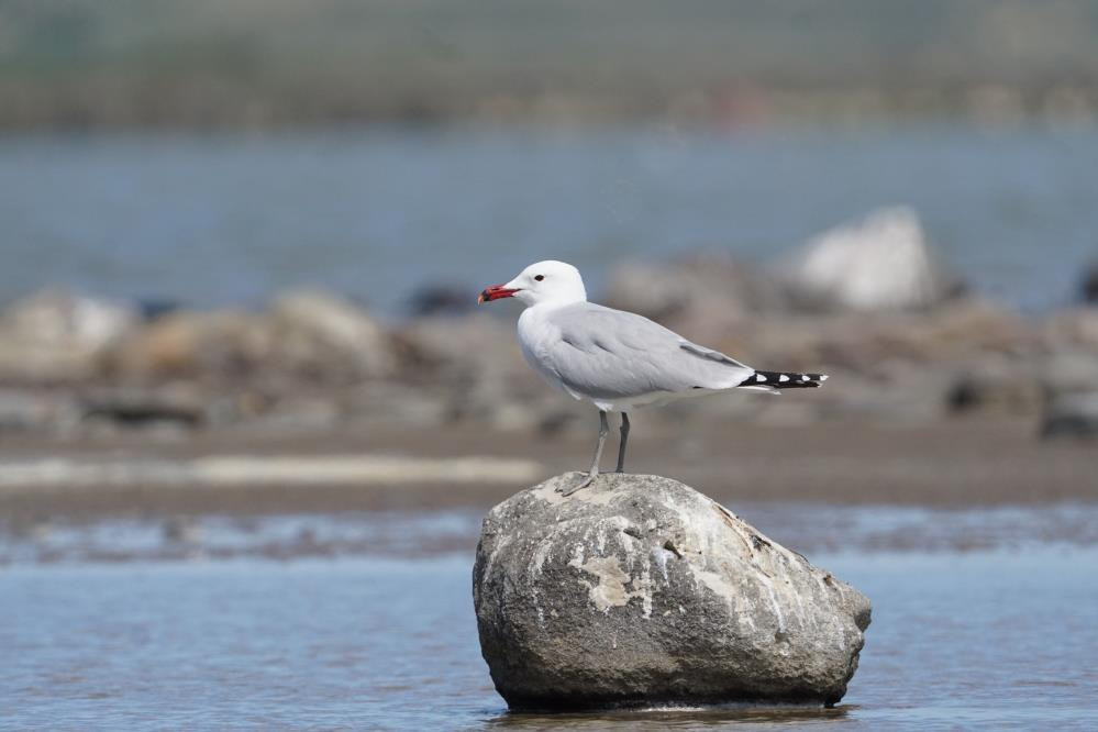  Dünyada hassas statüsünde bulunuyor Sadece 17 tane var