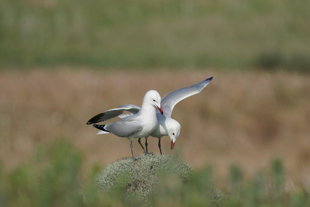  Dünyada hassas statüsünde bulunuyor Sadece 17 tane var