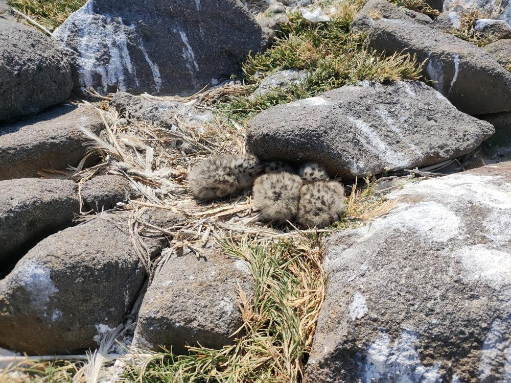  Dünyada hassas statüsünde bulunuyor Sadece 17 tane var