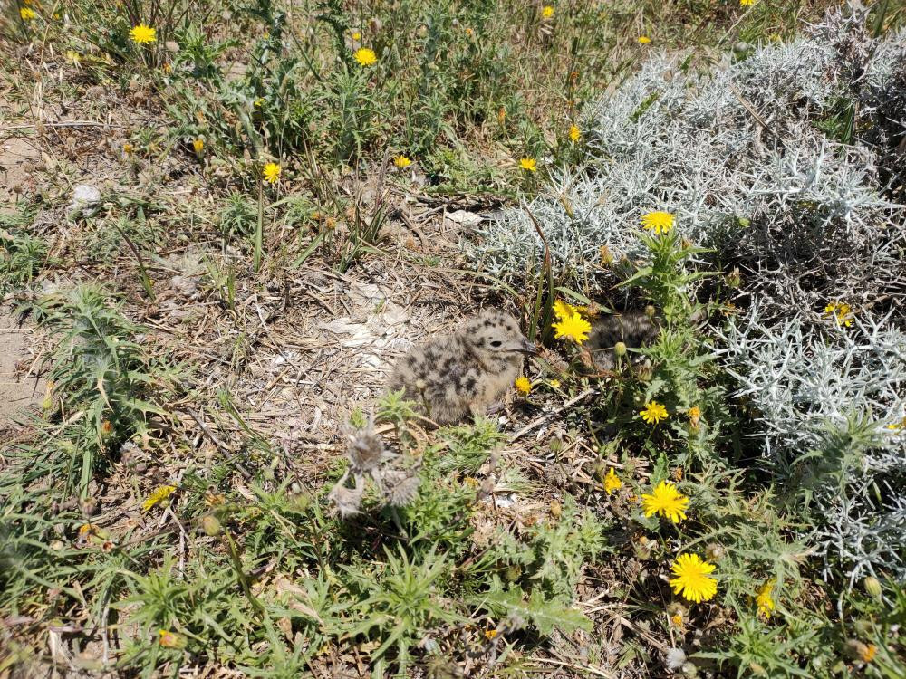  Dünyada hassas statüsünde bulunuyor Sadece 17 tane var