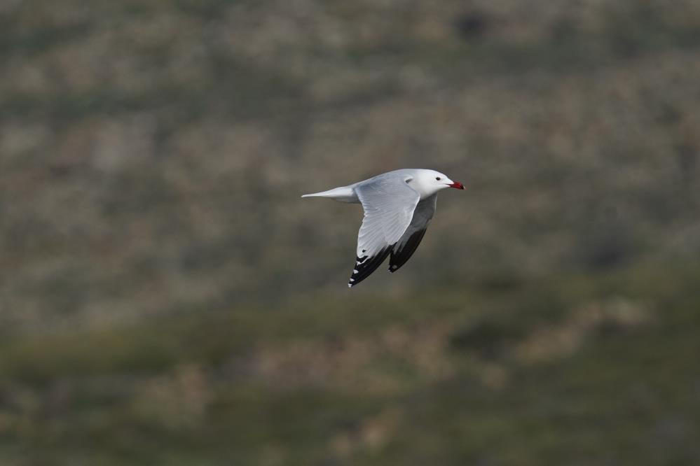  Dünyada hassas statüsünde bulunuyor Sadece 17 tane var