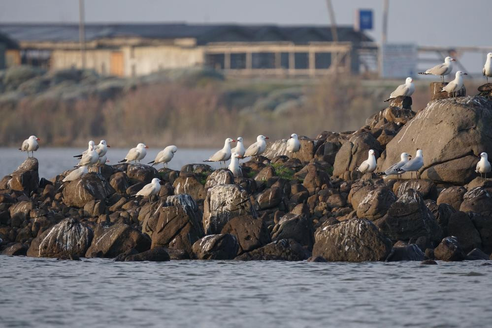  Dünyada hassas statüsünde bulunuyor Sadece 17 tane var