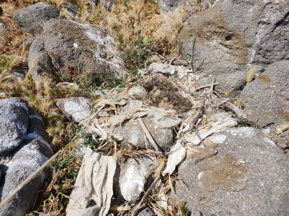  Dünyada hassas statüsünde bulunuyor Sadece 17 tane var