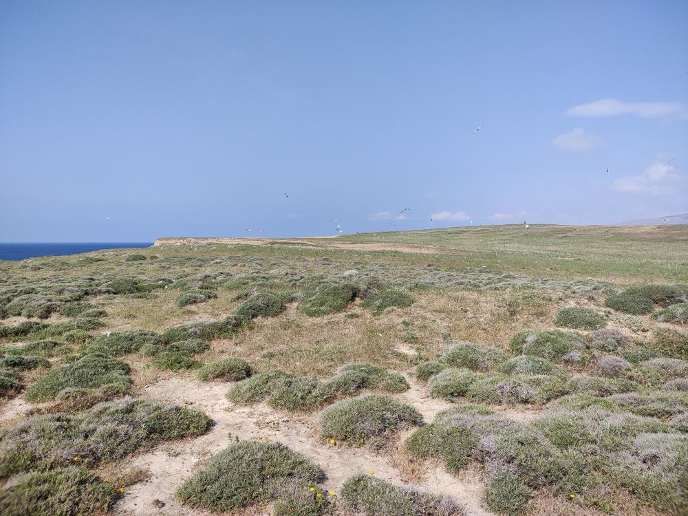  Dünyada hassas statüsünde bulunuyor Sadece 17 tane var