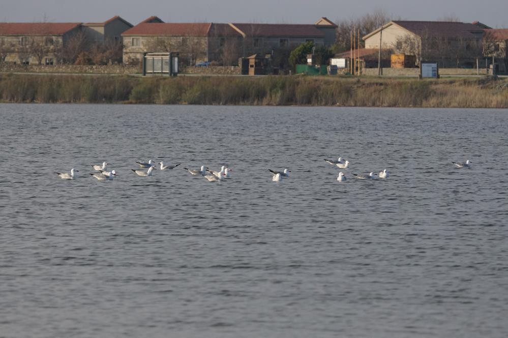  Dünyada hassas statüsünde bulunuyor Sadece 17 tane var