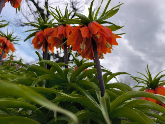  Dokunulmaz tür için ilçeye geliyorlar