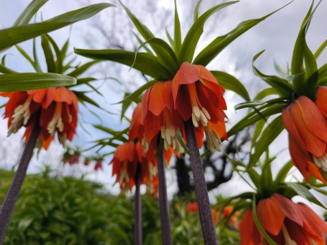  Dokunulmaz tür için ilçeye geliyorlar