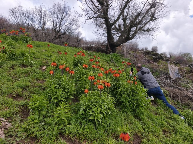  Dokunulmaz tür için ilçeye geliyorlar