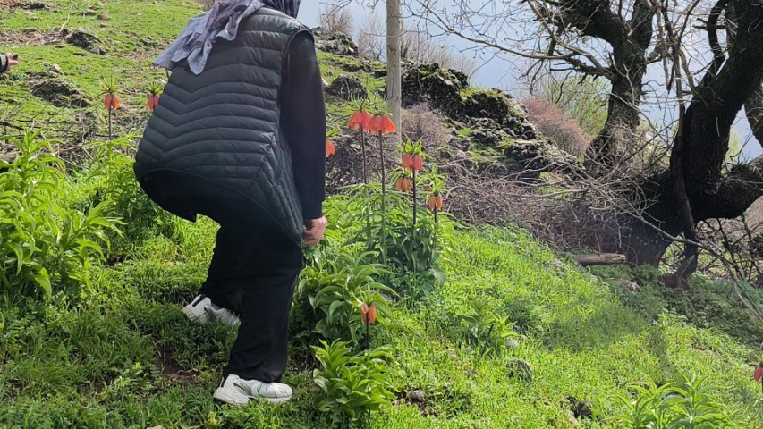  Dokunulmaz tür için ilçeye geliyorlar