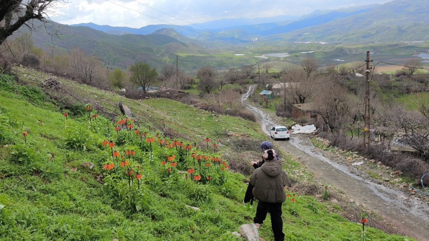  Dokunulmaz tür için ilçeye geliyorlar