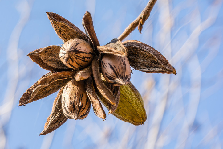 Bu besini tüketmeyen hata yapıyor Günde sadece bir avuç… Sonuçları şaşırtıyor