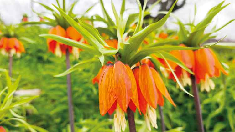 Ters lale koparmanın cezası 700 bin TL