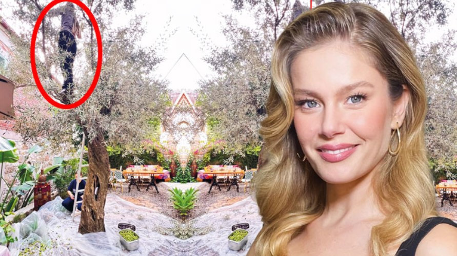 Zeytini ağacından topladı Zeytini ağacından topladı